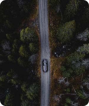 Car in trees